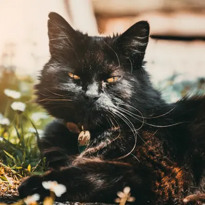 Черна котка сред маргаритки